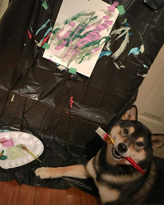 【有片】自己的罐罐自己赚《会画图的柴犬》汪界毕卡索赚进15万元 - 图片5 【有片】自己的罐罐自己赚《会画图的柴犬》汪界毕卡索赚进15万元
