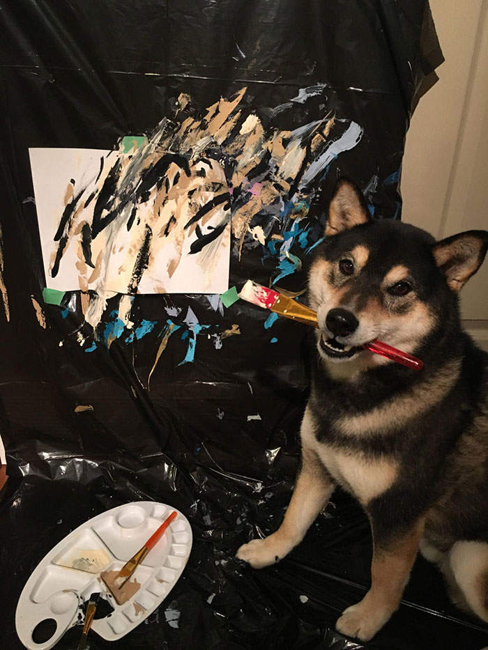 【有片】自己的罐罐自己赚《会画图的柴犬》汪界毕卡索赚进15万元 - 图片6 【有片】自己的罐罐自己赚《会画图的柴犬》汪界毕卡索赚进15万元