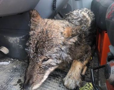 《從結冰湖面救出一隻狗》結果媽媽咪呀根本不是狗啊