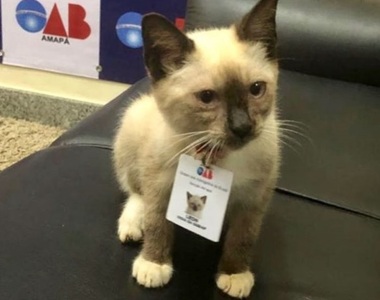 律師公會的《流浪貓一直被客訴》總裁：這樣不行 只好雇用他了