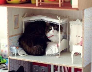 巨大生物入侵注意《把娃娃房當自己家的喵星人》ㄜ...不好意思，那不是你的床(汗)