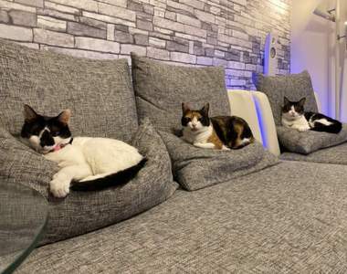 《貓奴感到幸福的時刻》屁股下明明是冰涼涼的地板,為什麼心裡卻覺得溫暖呢?ww