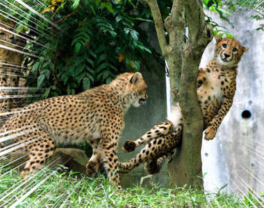 表情超有戲《被樹夾住的豹》不拿來當成素材都覺得對不起上演脫困劇的豹們ww