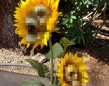 開始倒數萬聖節《骷髏太陽花》莫名喜感反而讓人覺得很療癒?