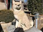 日本狗狗神社《板橋不動尊》境內可愛的狗狗雕像原來能為準媽媽們帶來好孕 日本狗狗神社《板橋不動尊》境內可愛的狗狗雕像原來能為準媽媽們帶來好孕
