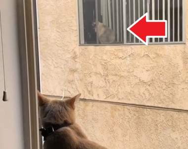 推特爆紅愛情故事《窗戶外的貓》貓奴神助攻讓主子有機會跟愛人見面啦~