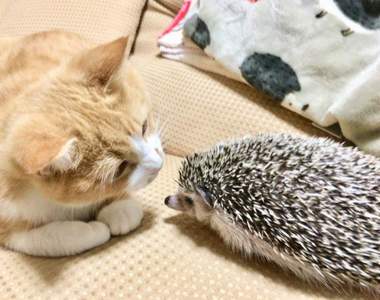 【有片】碰到釘子《喵星人VS刺蝟》好奇想拍拍嚐到苦頭惹幫QQ