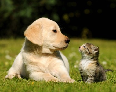 「貓奴跟狗奴遠永遠無法理解彼此」?狗奴希望狗是人,貓奴希望自己是貓