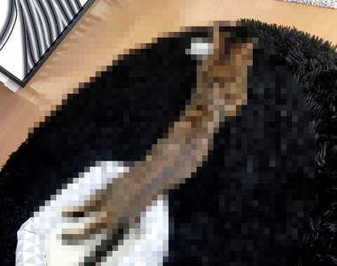 家中驚見《蟒蛇貓》又到了家中貓咪把身體伸長～長的季節...