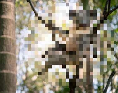 翹腿、撫媚神情通通有《史上最性感的無尾熊》傳到社群直接爆紅成為小網紅