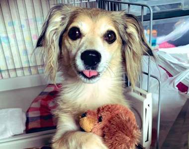 《看到主人出門大受打擊的狗狗》聽到主人要走竟然震驚到連手上的娃娃都落地...