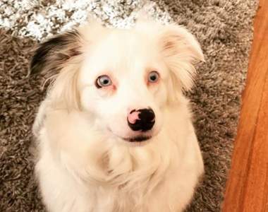 有寵物就給五顆星好評《提供寵物的租屋》一抵達就看到毛小孩在等你超讚的阿~