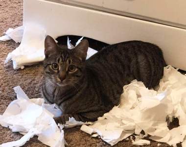 《當主人不在家時》家裡被寵物用成一團亂是可想而知的結果w