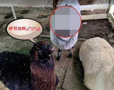 【嚇爆】《有張鬼臉的羊咩咩》牧場看到超衝擊畫面心臟差點就停惹(꒪ȏ꒪;)