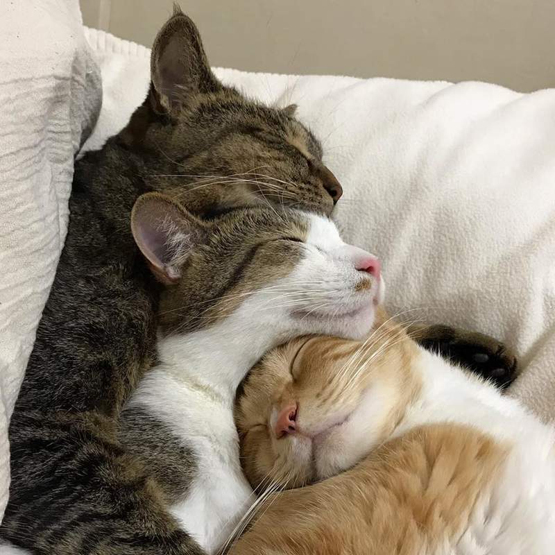 《总是一起睡觉的三喵》连看了都觉得好温暖(♡˙︶˙♡) - 图片9 《总是一起睡觉的三喵》连看了都觉得好温暖(♡˙︶˙♡)