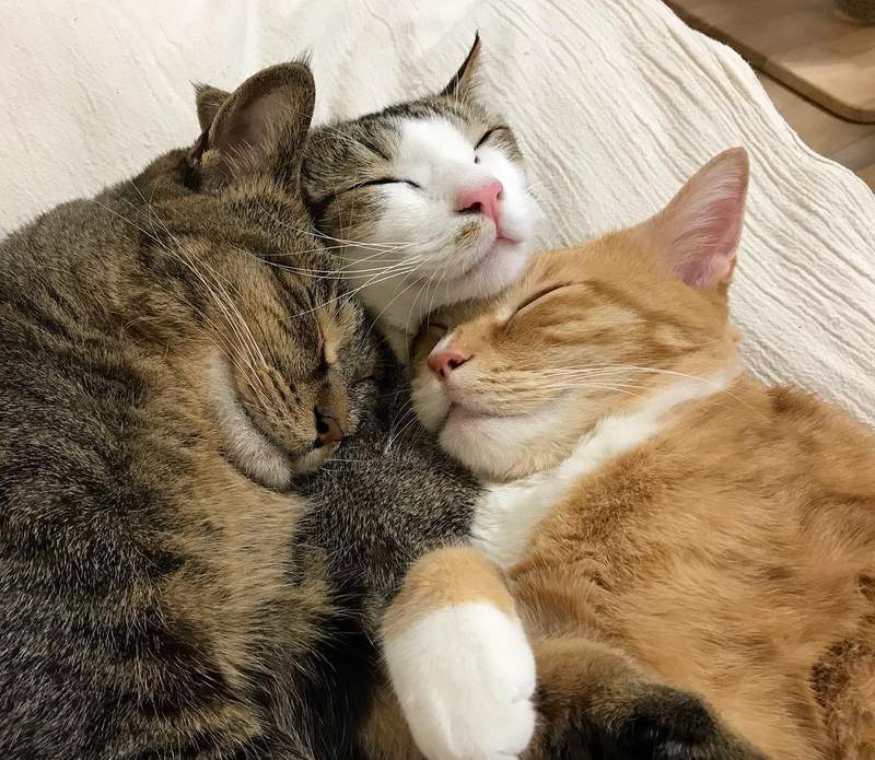 《总是一起睡觉的三喵》连看了都觉得好温暖(♡˙︶˙♡) - 图片10 《总是一起睡觉的三喵》连看了都觉得好温暖(♡˙︶˙♡)