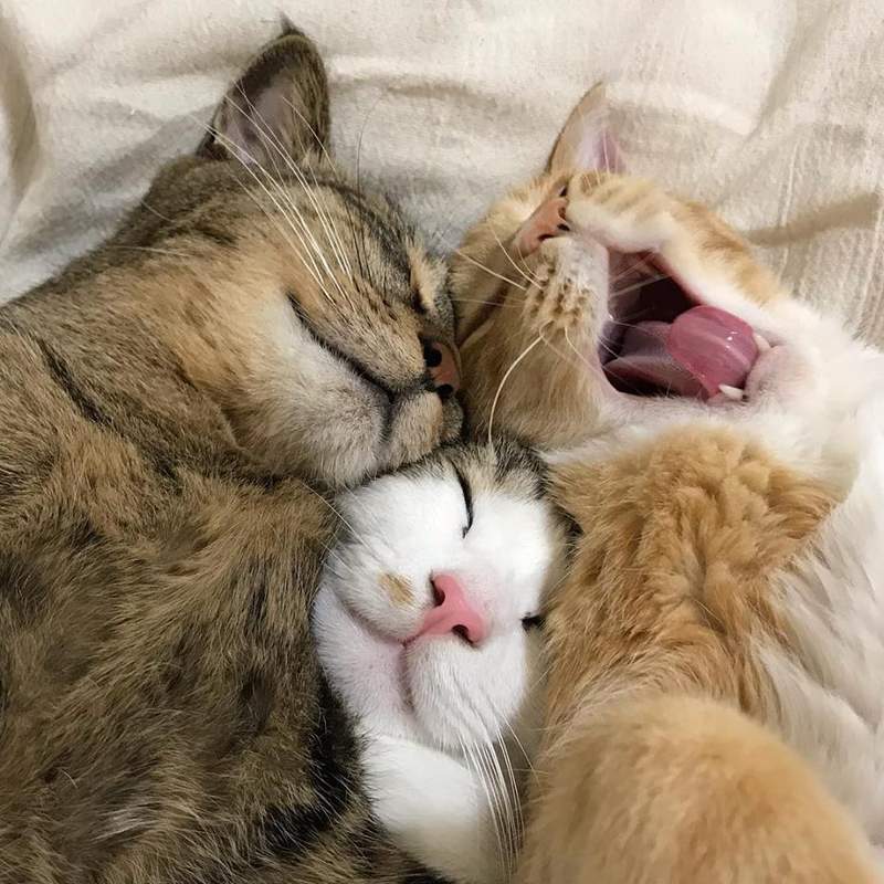 《总是一起睡觉的三喵》连看了都觉得好温暖(♡˙︶˙♡) - 图片11 《总是一起睡觉的三喵》连看了都觉得好温暖(♡˙︶˙♡)