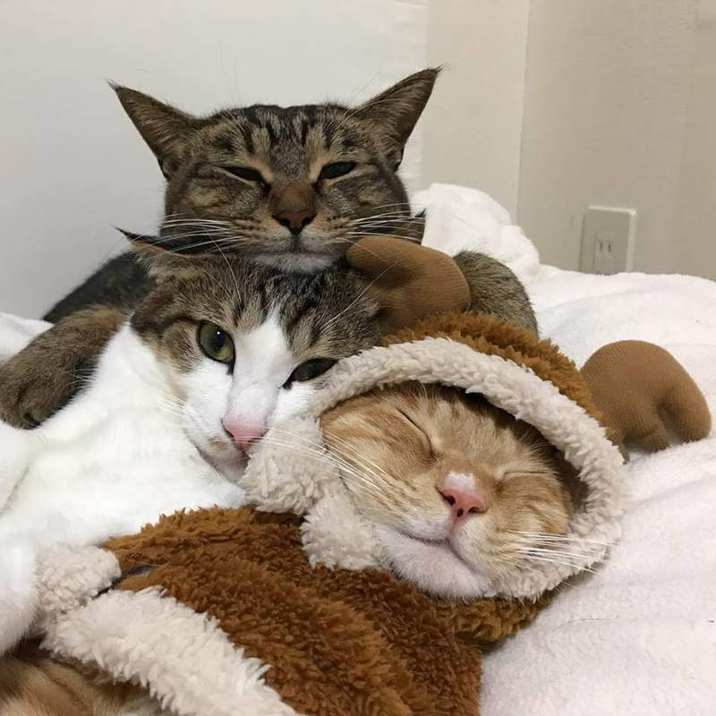 《总是一起睡觉的三喵》连看了都觉得好温暖(♡˙︶˙♡) - 图片12 《总是一起睡觉的三喵》连看了都觉得好温暖(♡˙︶˙♡)