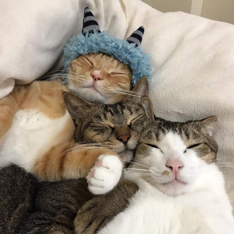 《总是一起睡觉的三喵》连看了都觉得好温暖(♡˙︶˙♡) - 图片5 《总是一起睡觉的三喵》连看了都觉得好温暖(♡˙︶˙♡)