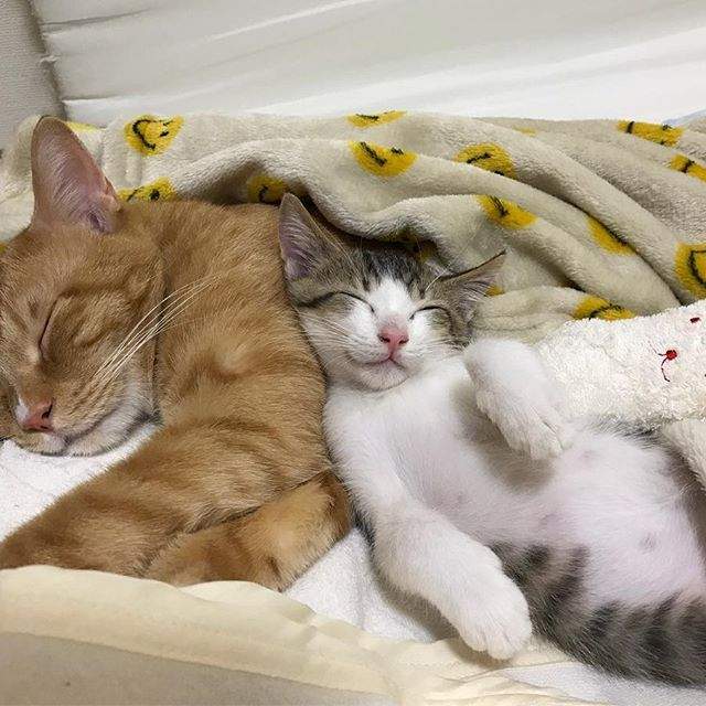 《总是一起睡觉的三喵》连看了都觉得好温暖(♡˙︶˙♡) - 图片6 《总是一起睡觉的三喵》连看了都觉得好温暖(♡˙︶˙♡)