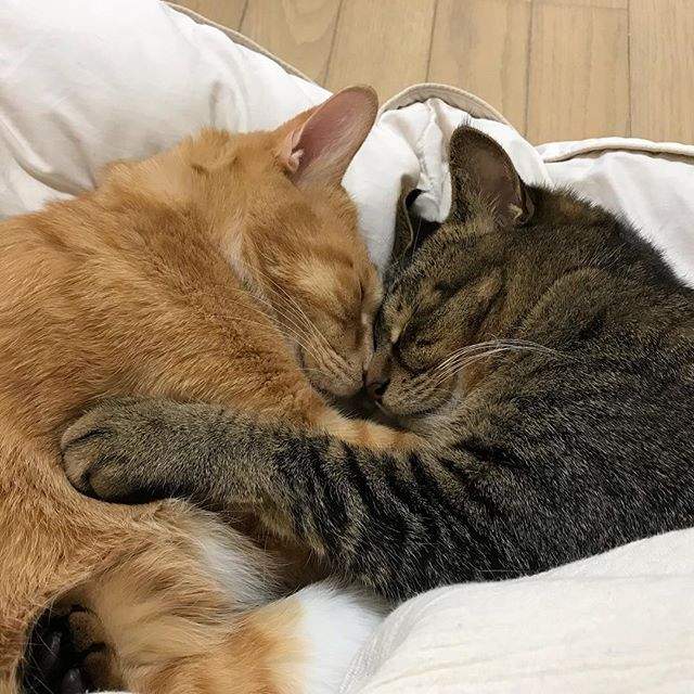 《总是一起睡觉的三喵》连看了都觉得好温暖(♡˙︶˙♡) - 图片7 《总是一起睡觉的三喵》连看了都觉得好温暖(♡˙︶˙♡)