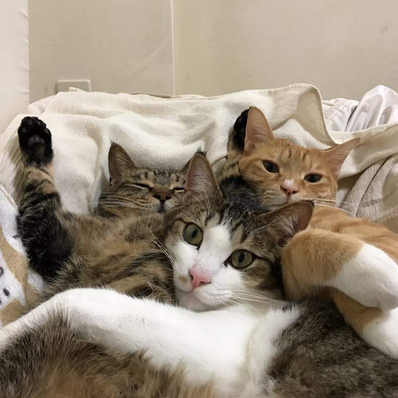 《总是一起睡觉的三喵》连看了都觉得好温暖(♡˙︶˙♡) - 图片4 《总是一起睡觉的三喵》连看了都觉得好温暖(♡˙︶˙♡)