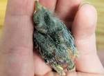 意料外的乘客《獨自搭Uber的鳥》為什麼這隻鳥叫的到Uber呢? 意料外的乘客《獨自搭Uber的鳥》為什麼這隻鳥叫的到Uber呢?