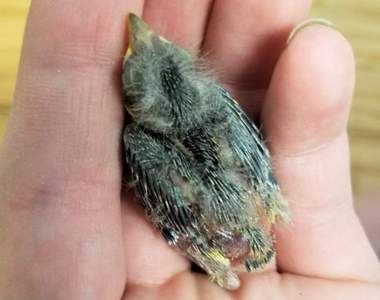 意料外的乘客《獨自搭Uber的鳥》為什麼這隻鳥叫的到Uber呢？