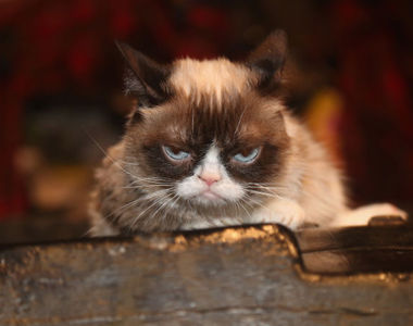 「模仿貓是真的」貓會模仿貓奴的個性 所以如果你的貓個性很差......