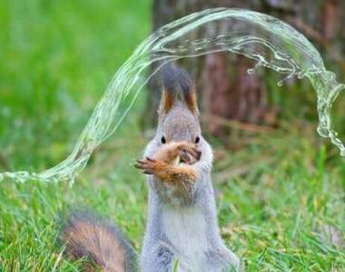 推特爆紅《右勾拳柴犬》各種擁有特殊能力的超能動物接連登場ww