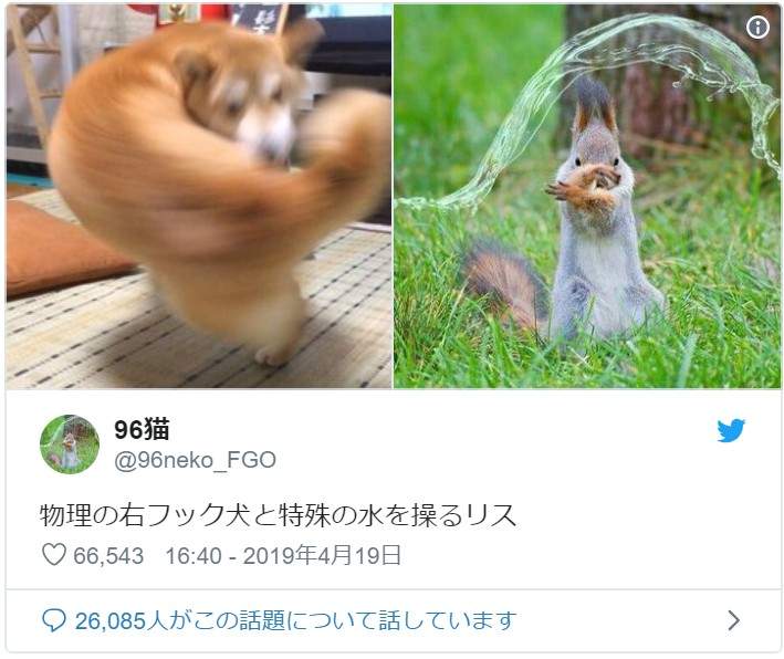 推特爆紅 右勾拳柴犬 各種擁有特殊能力的超能動物接連登場ww