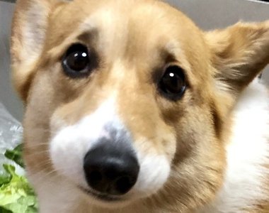 跑進廚房《偷菜的柯基》被發現時還演出一副「這不是我偷的」