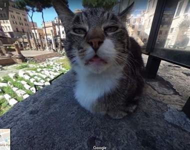 讓人會心一笑的《Google街景動物圖》不經意捕捉到的小動物讓人好嗨森阿~