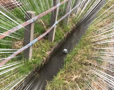 水溝裡的《漂流鴿》誤以為的乘涼動作,其實是急需救援的危險狀態!?