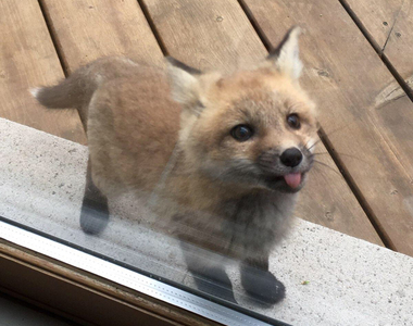 一張圖震動reddit《狐狸寶寶來打招呼》而且後來還帶兄弟姊妹來了？！