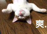 《貓生暖爐初體驗》舒服程度光看貓尾就足以說明一切...  《貓生暖爐初體驗》舒服程度光看貓尾就足以說明一切...