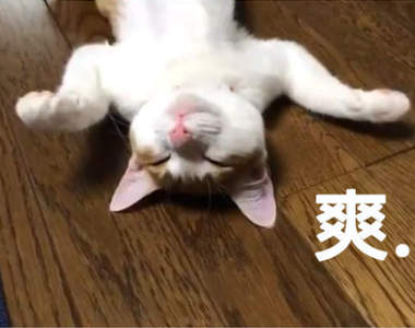 《貓生暖爐初體驗》舒服程度光看貓尾就足以說明一切... 