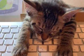 鍵盤好好睡《叫不醒的礙事貓》即使睡著也要打擾主人工作的超強意志力...