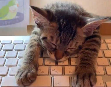 鍵盤好好睡《叫不醒的礙事貓》即使睡著也要打擾主人工作的超強意志力...