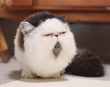 《看起來像毛球一樣的貓》看到這麼圓滾滾的模樣也是新奇