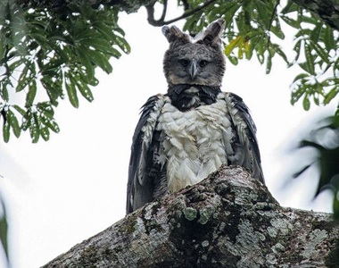 巨型猛禽《角鵰》頭像P上去一樣 都市傳說就是這樣來的嗎...