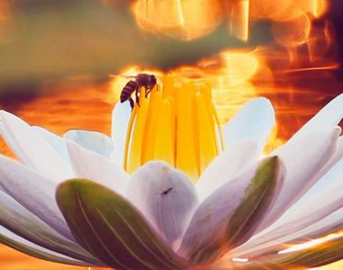 色情網站拯救地球《捐錢救蜜蜂》聽AV女優朗誦蜜蜂性事給你聽❤