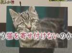 日本節目實測《能夠防止野貓翻垃圾的機器》超高感應精準度已經有87%這麼高惹XD 日本節目實測《能夠防止野貓翻垃圾的機器》超高感應精準度已經有87%這麼高惹XD