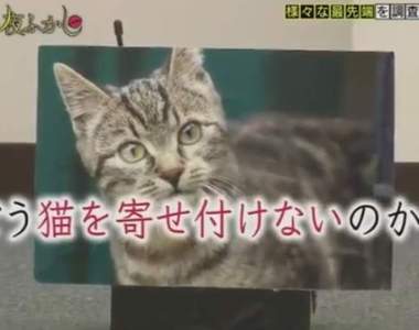 日本節目實測《能夠防止野貓翻垃圾的機器》超高感應精準度已經有87%這麼高惹XD