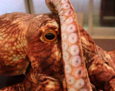 《魚君和水族館合作推出魚玩偶》超乎想像的逼真程度推民騷動...