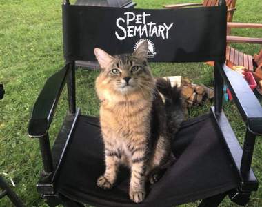 我有問題《這部電影裡有貓嗎？》有疑問的話這個推特帳戶就告訴你答案