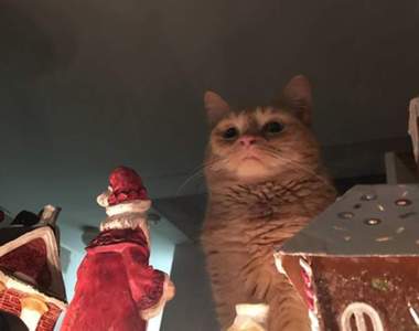 絕對沒P圖的《惡魔動物照》這些孩子調皮起來就跟惡魔一樣狂阿w