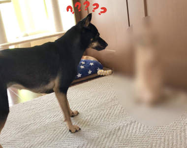 絲毫不具效果《貓的威嚇動作》狗狗:我是不是該假裝很害怕啊??