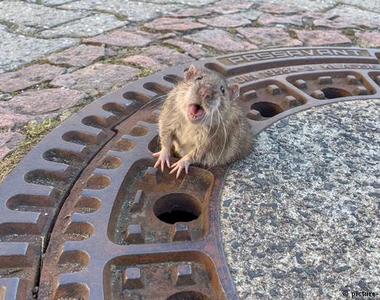 《被卡在水溝蓋上的老鼠》害怕的表情都讓人有點於心不忍了...