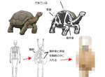 用人體比喻《動物骨骼構造》原來烏龜是長了手腳的蛋蛋(誤) 用人體比喻《動物骨骼構造》原來烏龜是長了手腳的蛋蛋(誤)